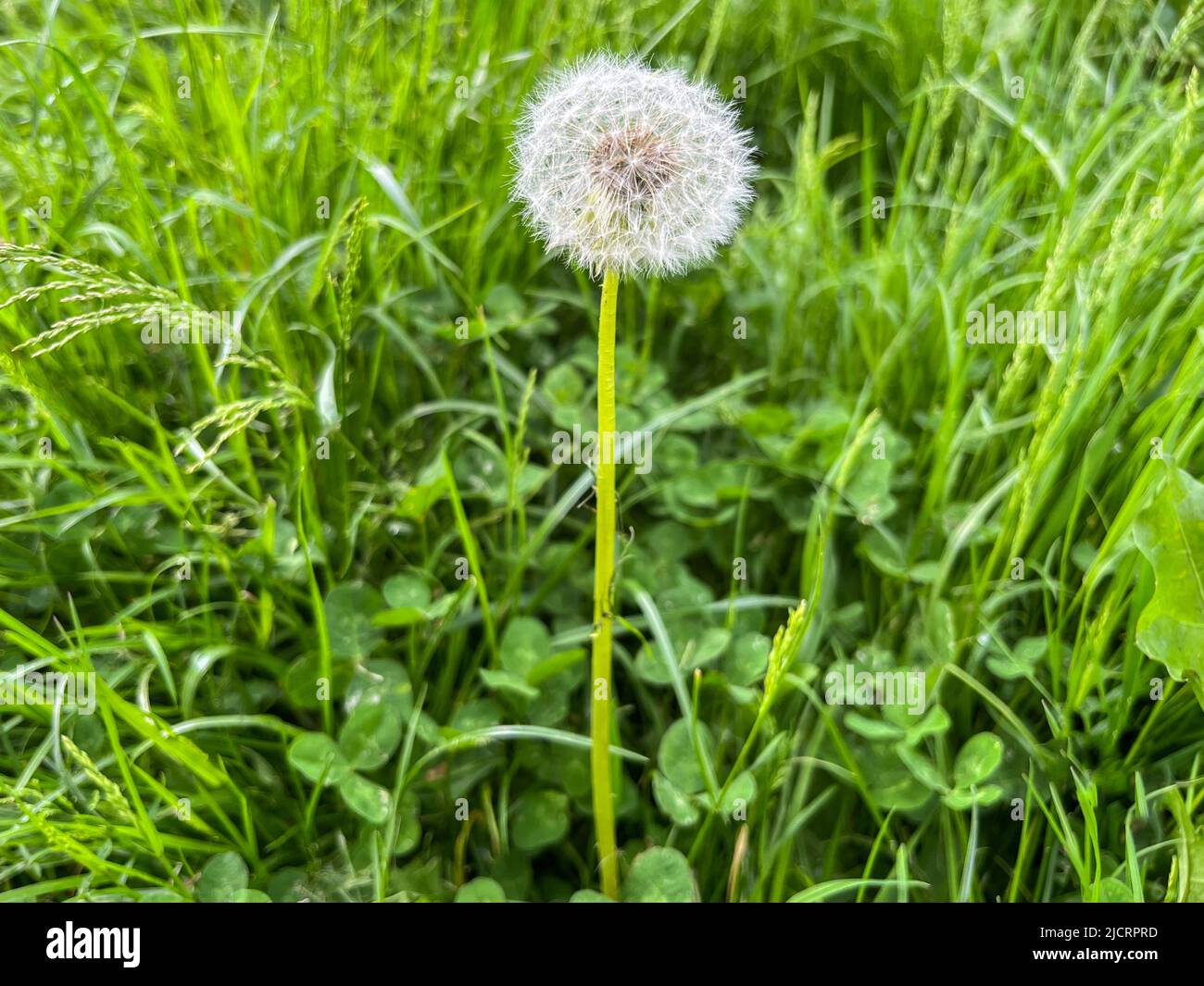 Dandelion officinale della famiglia Taraxacum officinale close-up. Andelione aria con semi Foto Stock