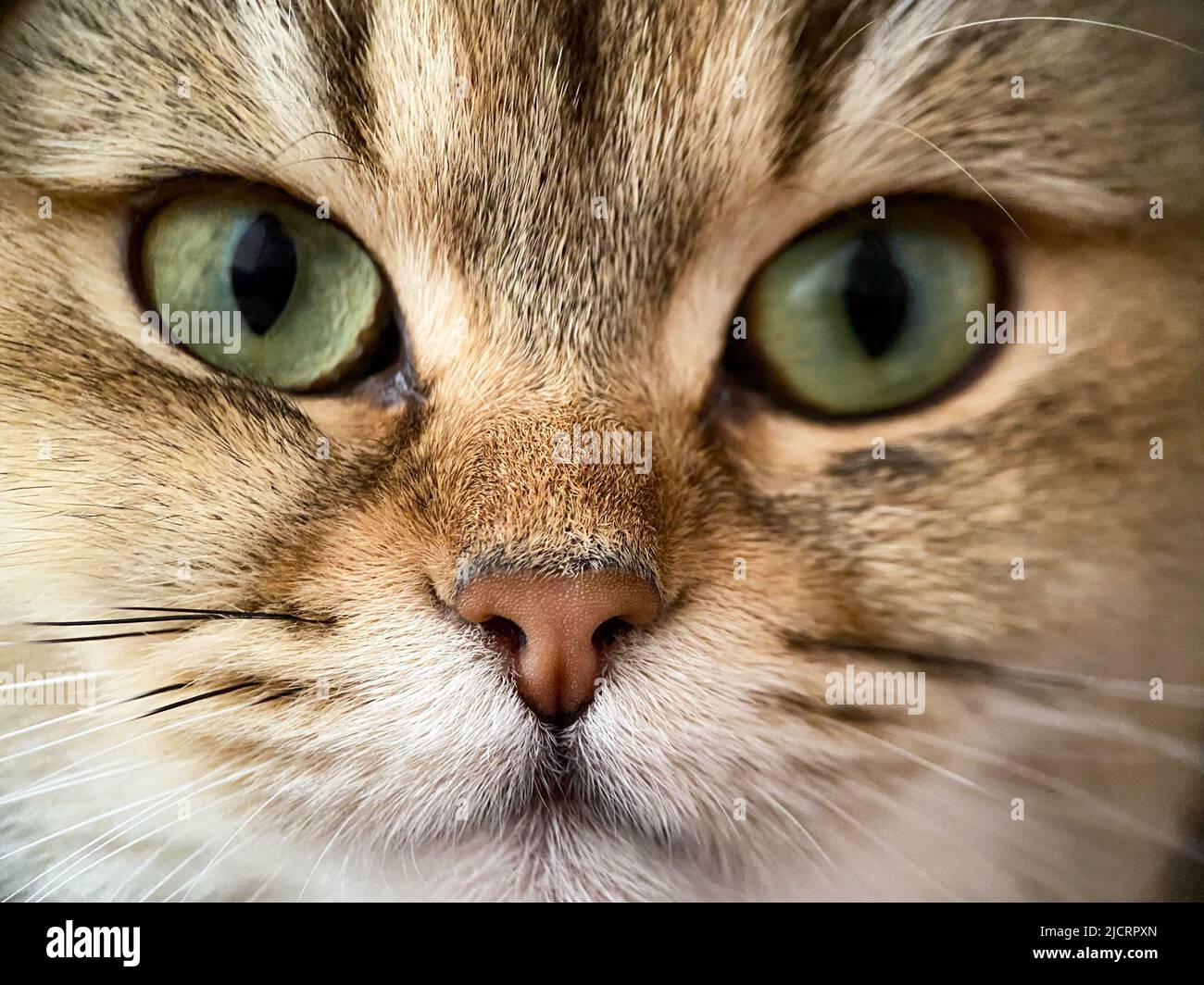 Il volto della costa britannica Golden Chinchilla NY25 primo piano Foto Stock