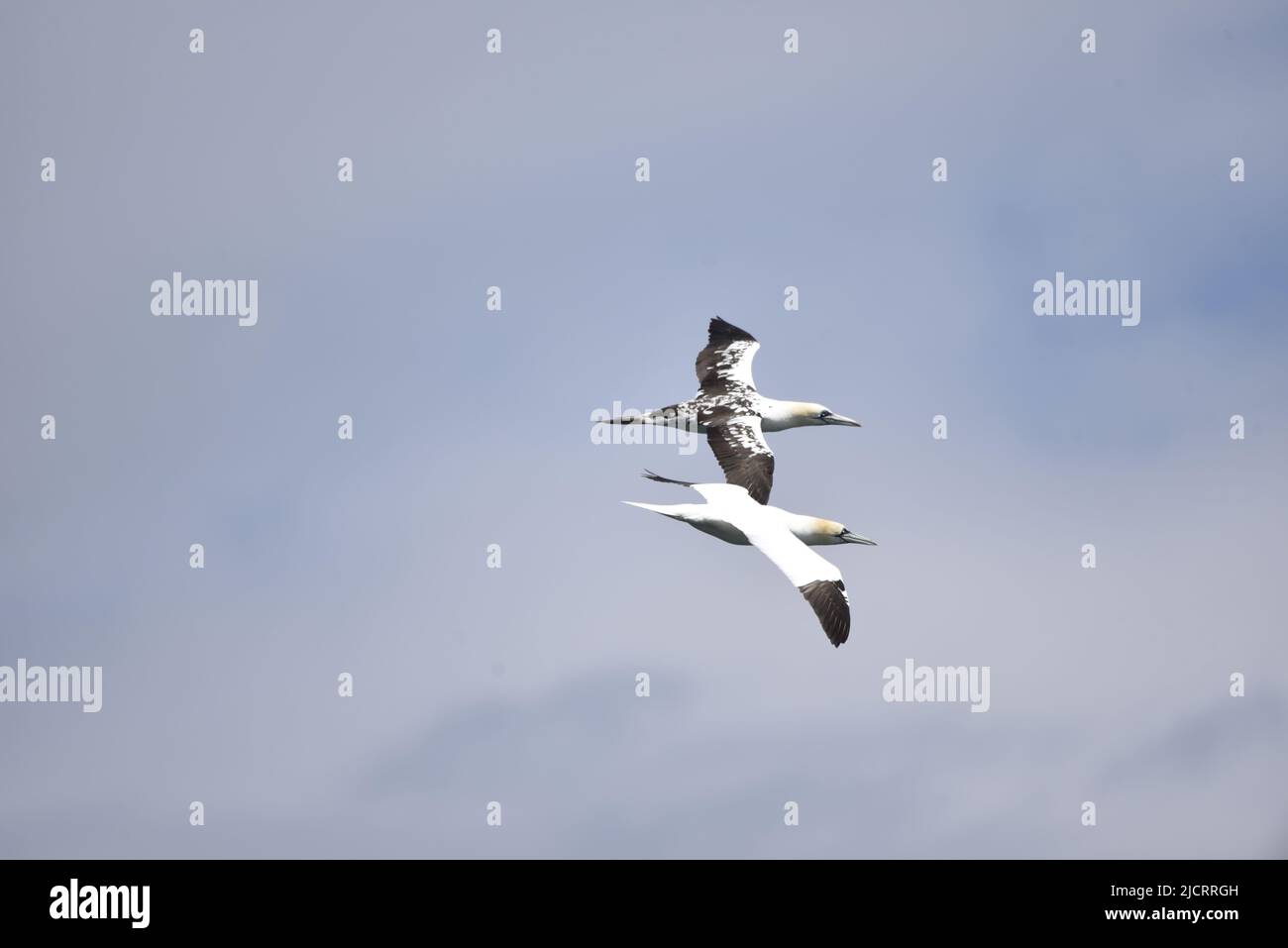 Due Gannette settentrionali (Morus Bassanus), un adulto maturo e uno immaturo, volare paralleli l'uno all'altro contro un cielo blu con segni visibili, Regno Unito Foto Stock