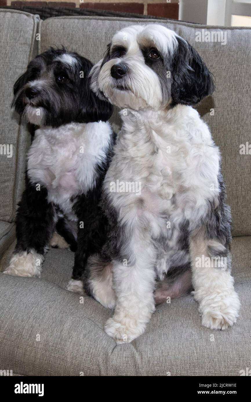 Due Terriers tibetani su un divano Foto Stock