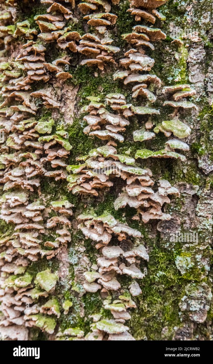 Licheni, muschi e funghi su un albero marcio Foto Stock