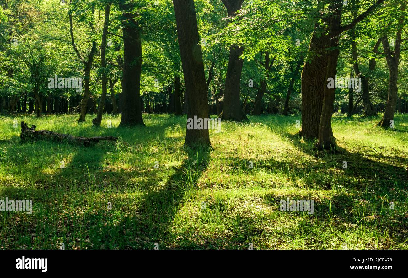 paesaggio in una foresta di querce in una giornata di sole Foto Stock