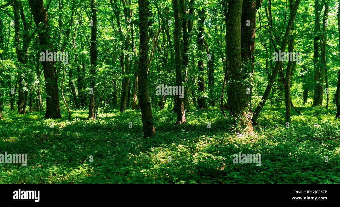 foresta decidua leggera con macchie di sole su lussureggiante sottobosco Foto Stock