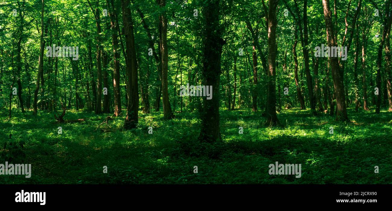 paesaggio forestale, ombreggiato boschetto di carpine estate con vegetazione lussureggiante in una giornata di sole Foto Stock