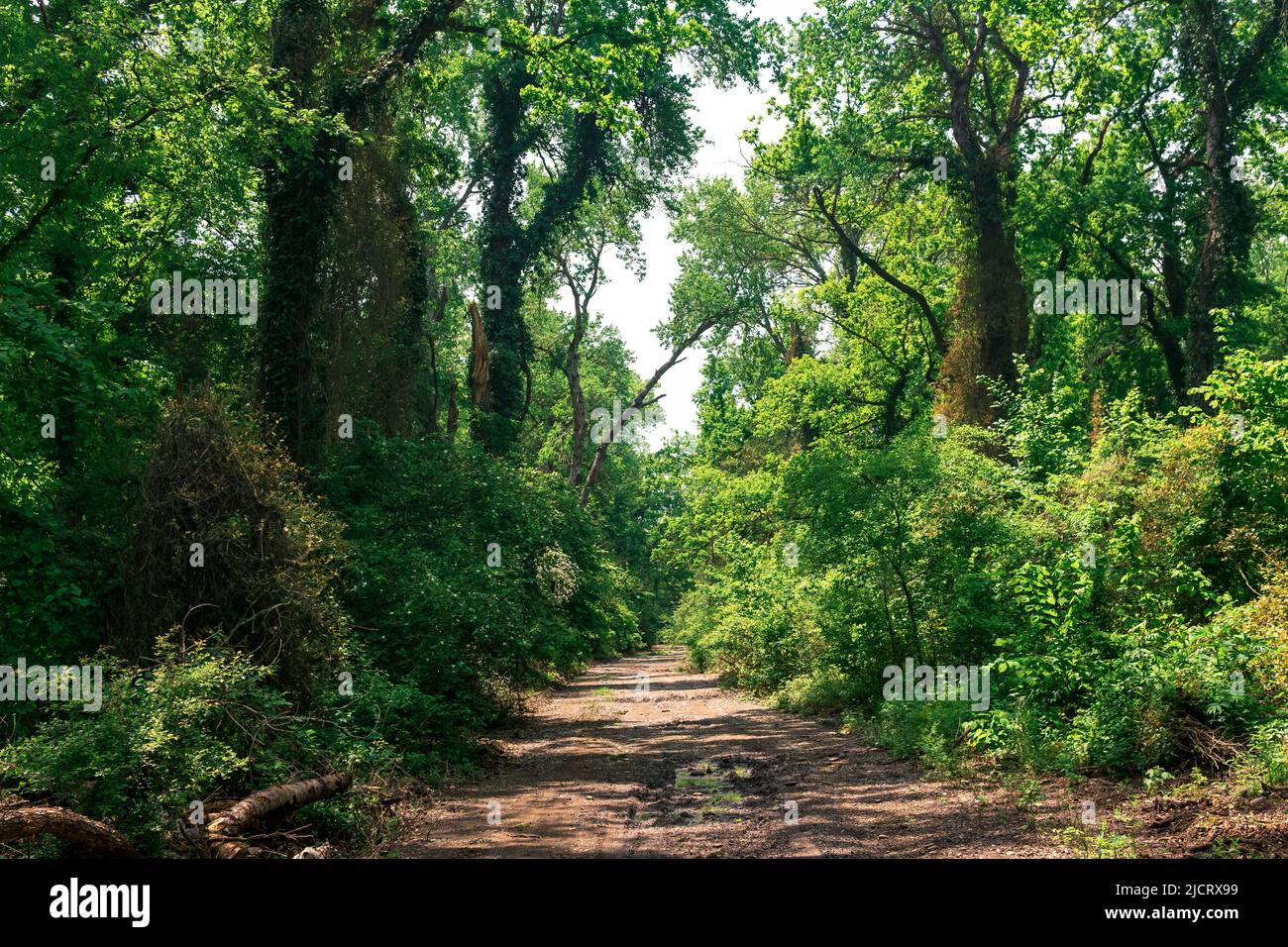 strada sterrata attraverso la foresta subtropicale di liana Foto Stock