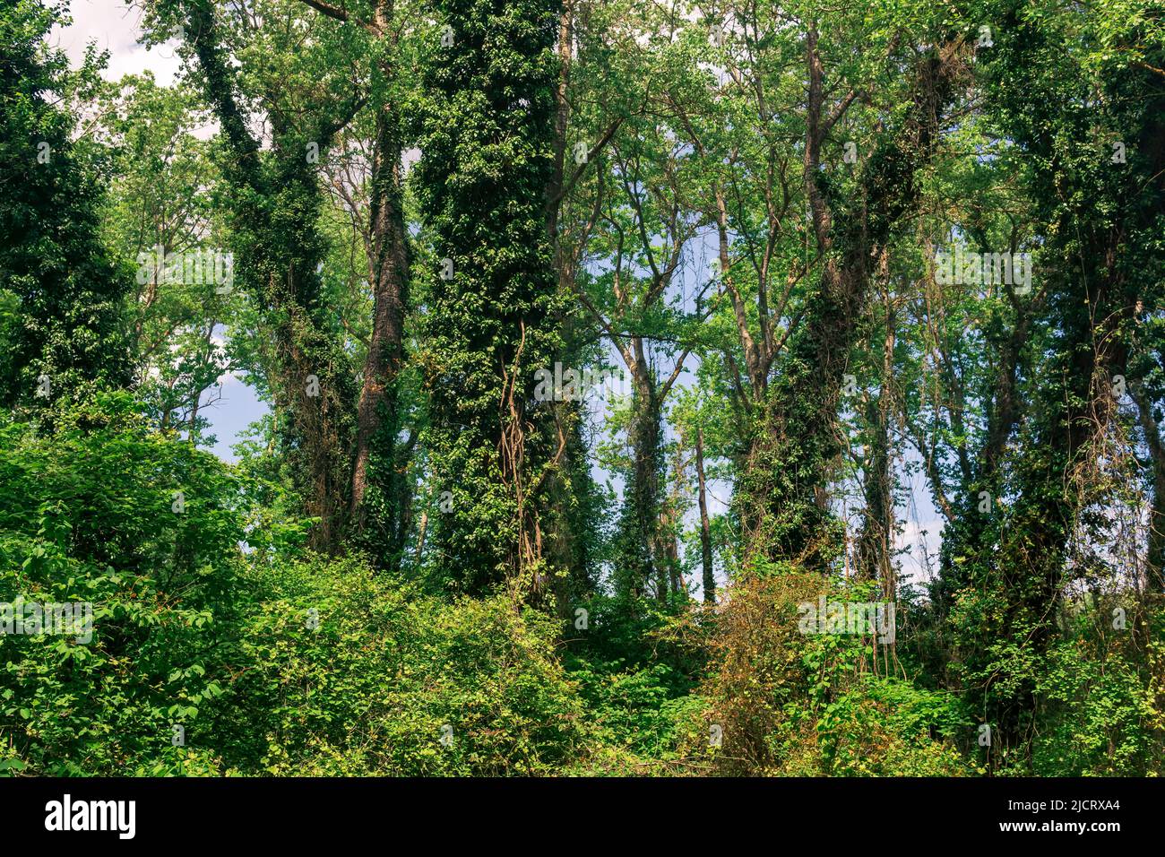 ticket di alberi coperti di liana in una foresta subtropicale decidua Foto Stock