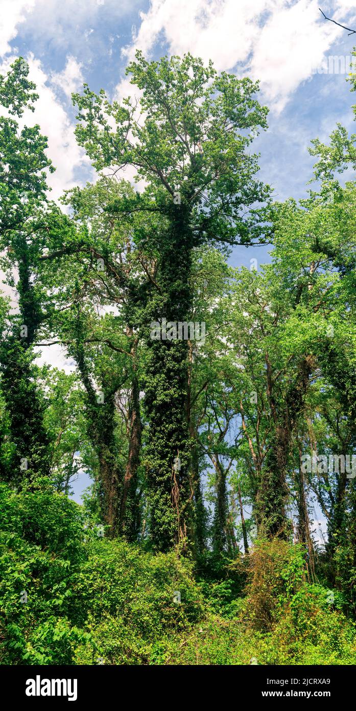 alberi alti in una foresta di liana subtropicale Foto Stock