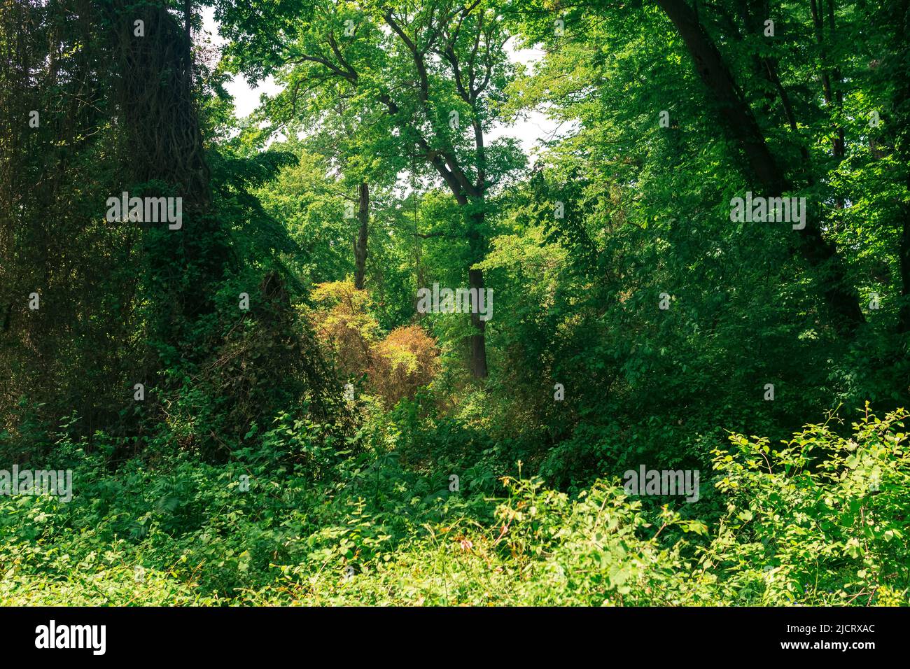 paesaggio forestale, addensati di alberi intrecciati di liane, in una foresta subtropicale decidua Foto Stock