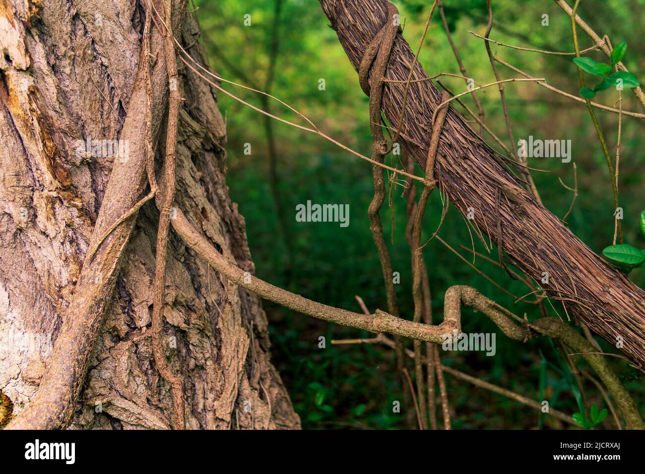 steli di arrampicata e piante striscianti in un vicino foresta subtropicale Foto Stock