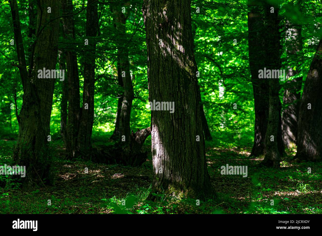 tronchi di alberi antichi in una foresta di querce ombreggiato in una giornata di sole Foto Stock