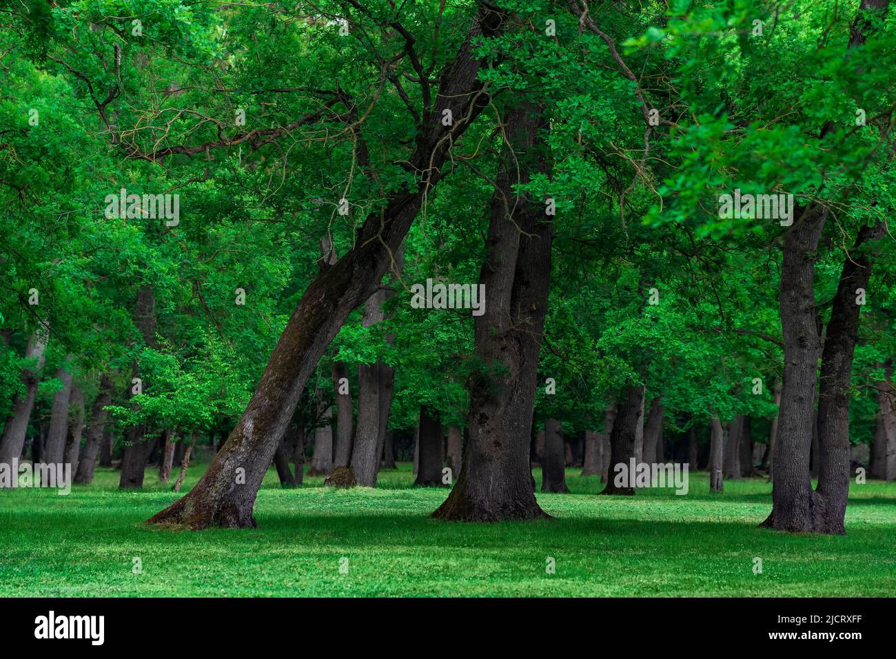 paesaggio in un bosco di querce con sottobosco erboso Foto Stock