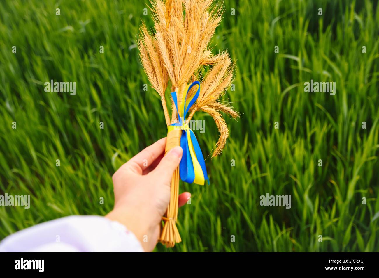 Bouquet defocus di spikelets dorati maturi di grano legato con un nastro giallo e blu sul verde sfondo della natura. Agricoltura. Giorno di indipendenza di Foto Stock