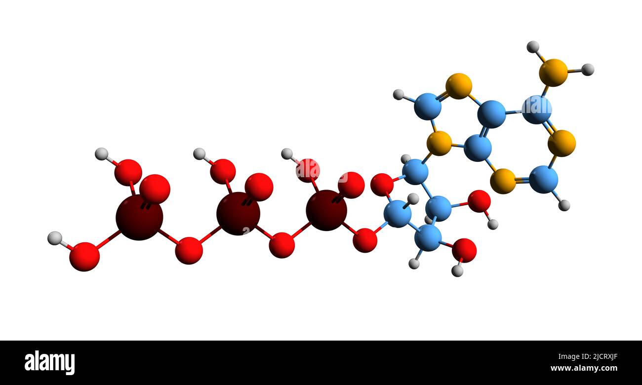 3D immagine di ATP formula scheletrica - struttura chimica molecolare di adenosina trifosfato isolato su sfondo bianco Foto Stock