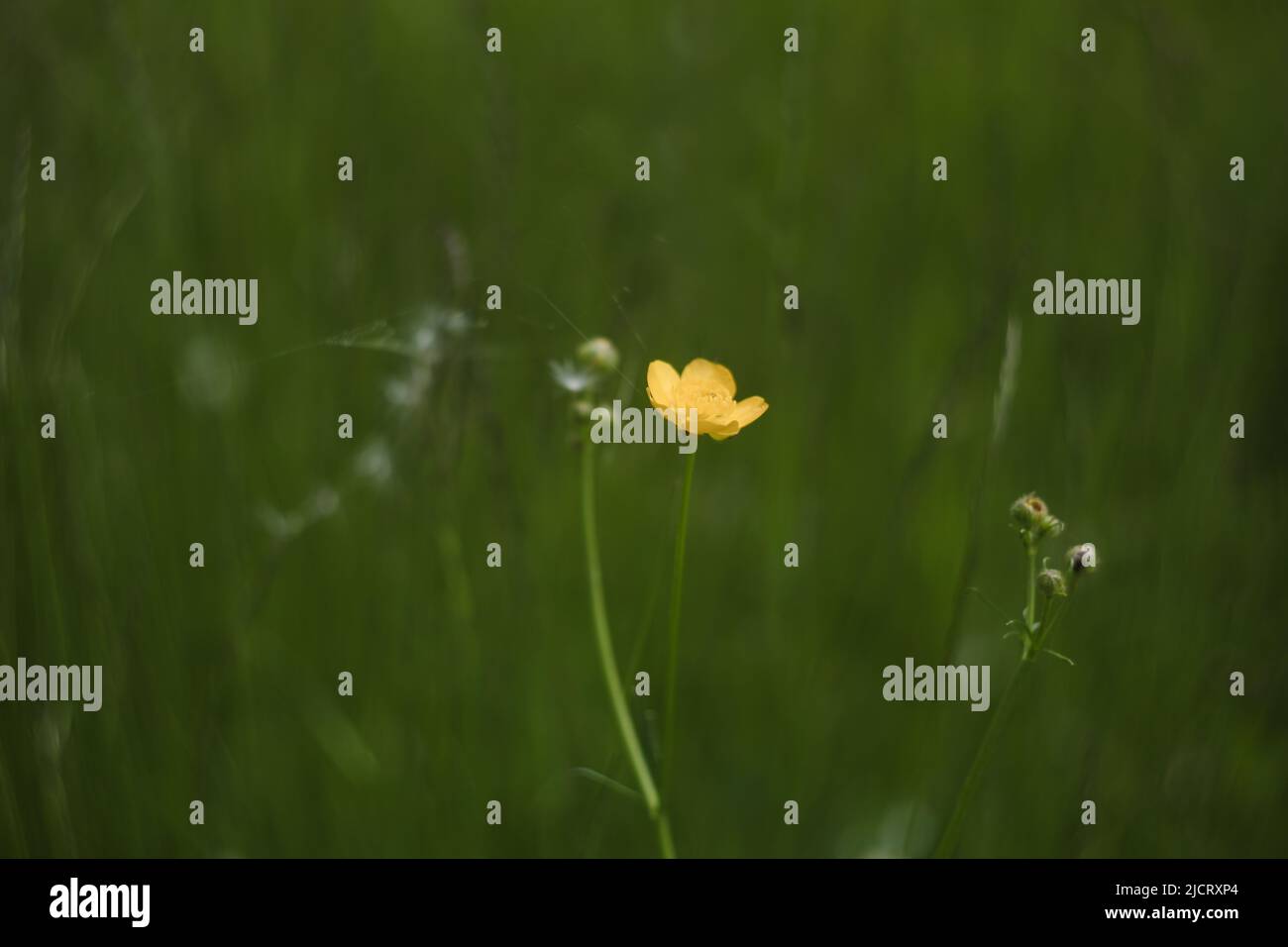 Primo piano di un Buttercup fiori gialli su sfondo verde erba. Ranunculus acris. Messa a fuoco selettiva, sfondo sfocato Foto Stock