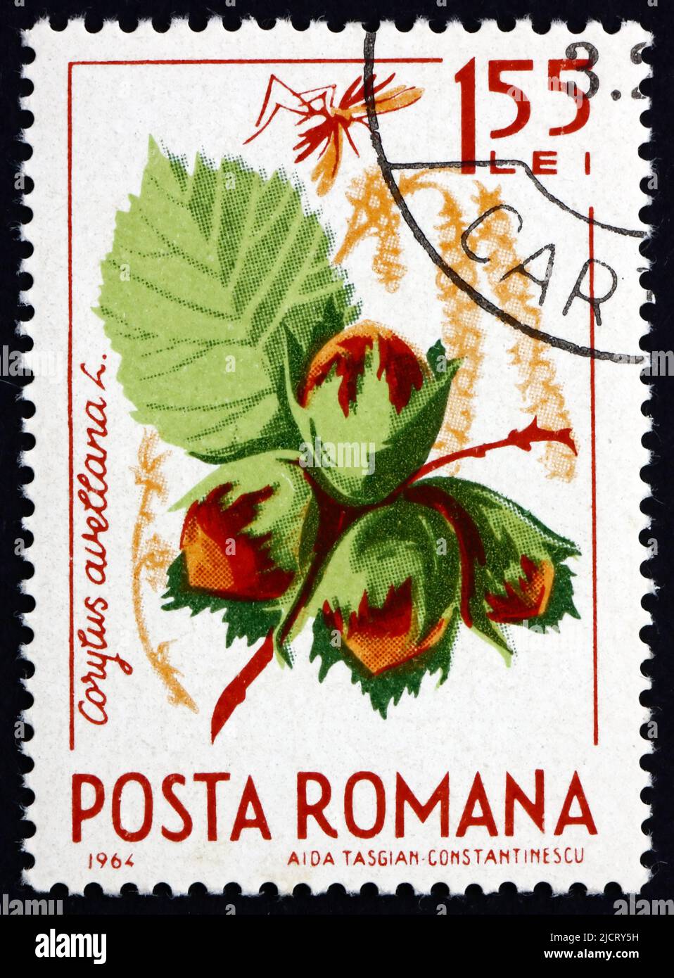 ROMANIA - CIRCA 1964: Un francobollo stampato in Romania mostra Hazelnut, Corylus Avelana, Hazel comune, frutta naturale, circa 1964 Foto Stock