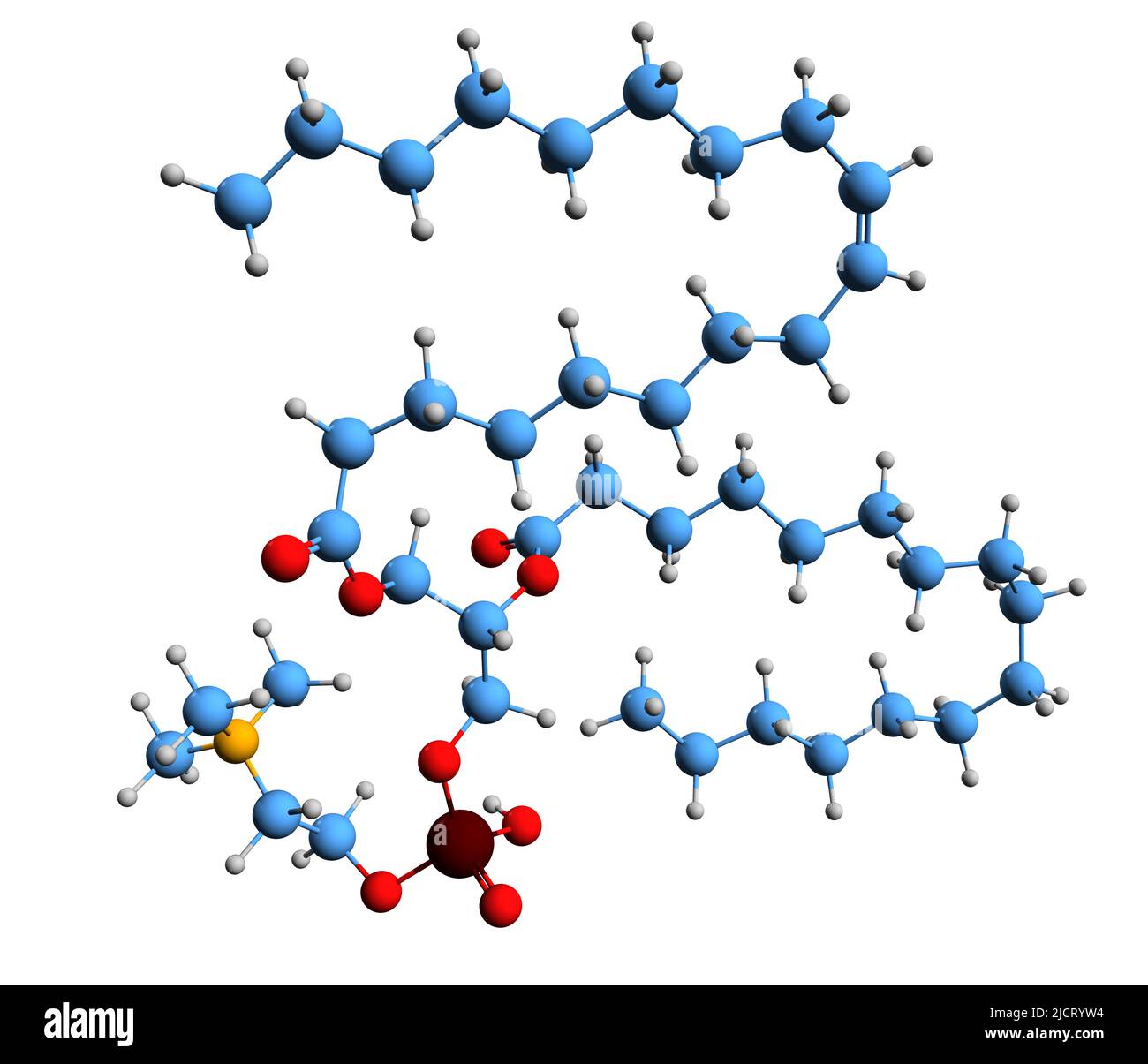 3D immagine di 1-oleoil-2-palmitoil-fosfatidilcolina formula scheletrica - struttura chimica molecolare della fosfatidilcolina isolata su backgro bianco Foto Stock