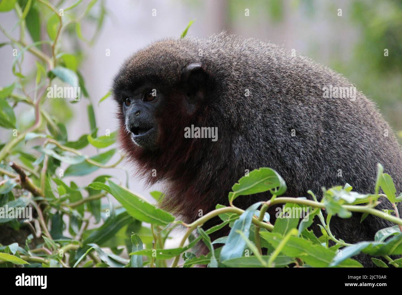 titi coppery in uno zoo in francia Foto Stock