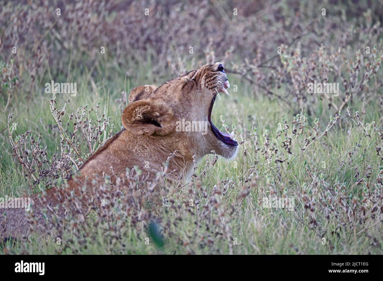 Leone yawning nel Parco Nazionale di Chobe Botswana Foto Stock