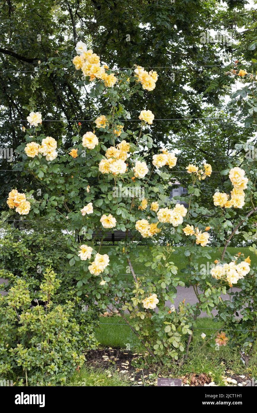Rose rampicanti a fiore grande immagini e fotografie stock ad alta  risoluzione - Alamy
