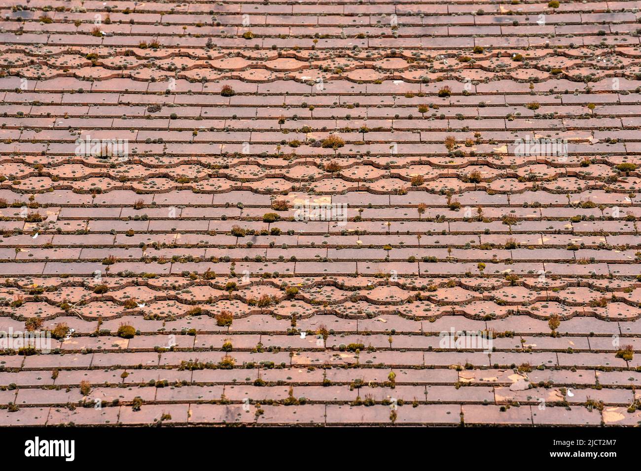 Tetto piastrellato coperto di muschio. Il muschio è particolarmente comune e dannosa per i tetti di tegole Foto Stock