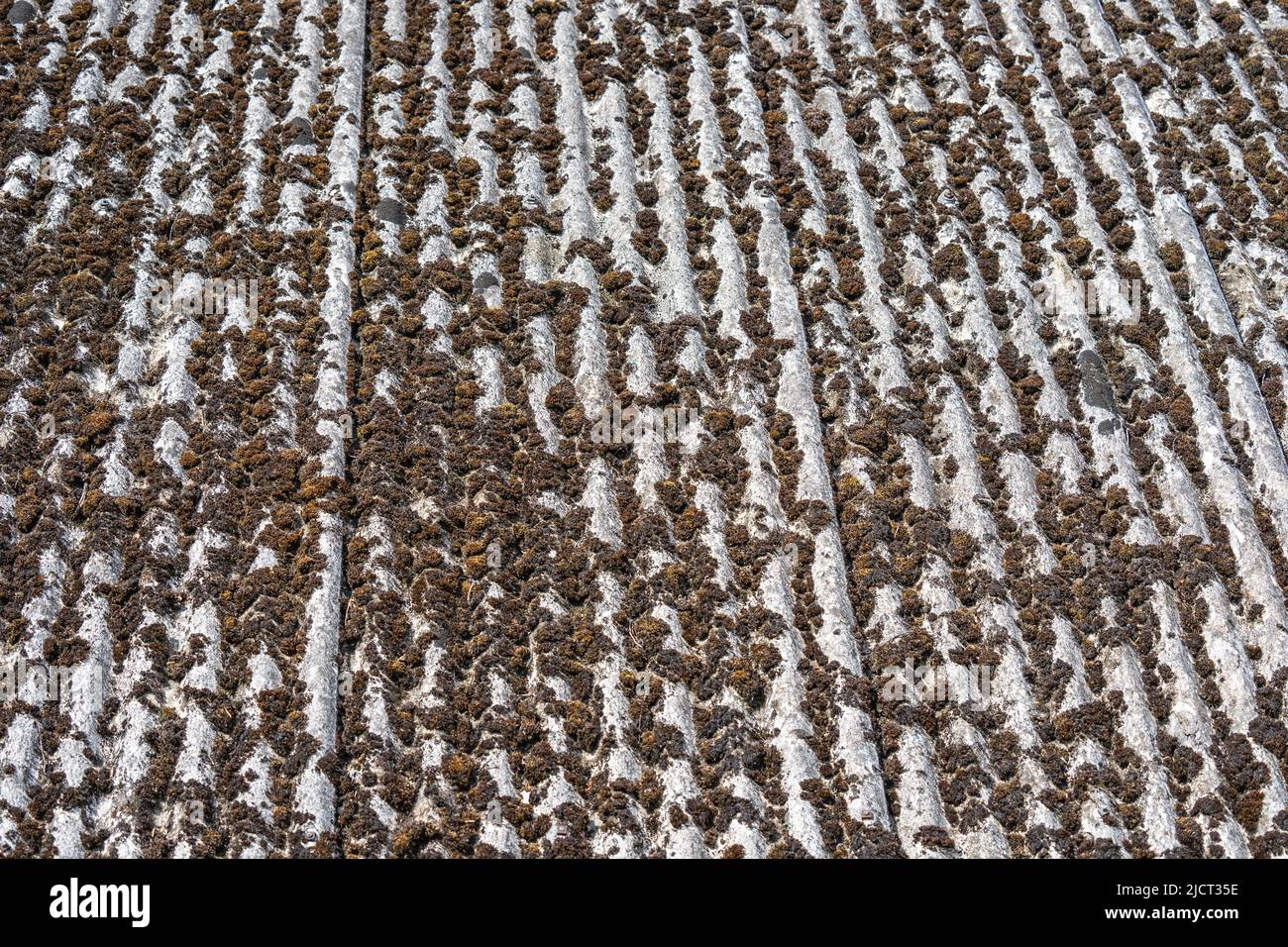 Tetto in ardesia ricoperto di muschio. Il muschio sulle tegole del tetto può causare problemi multipli Foto Stock