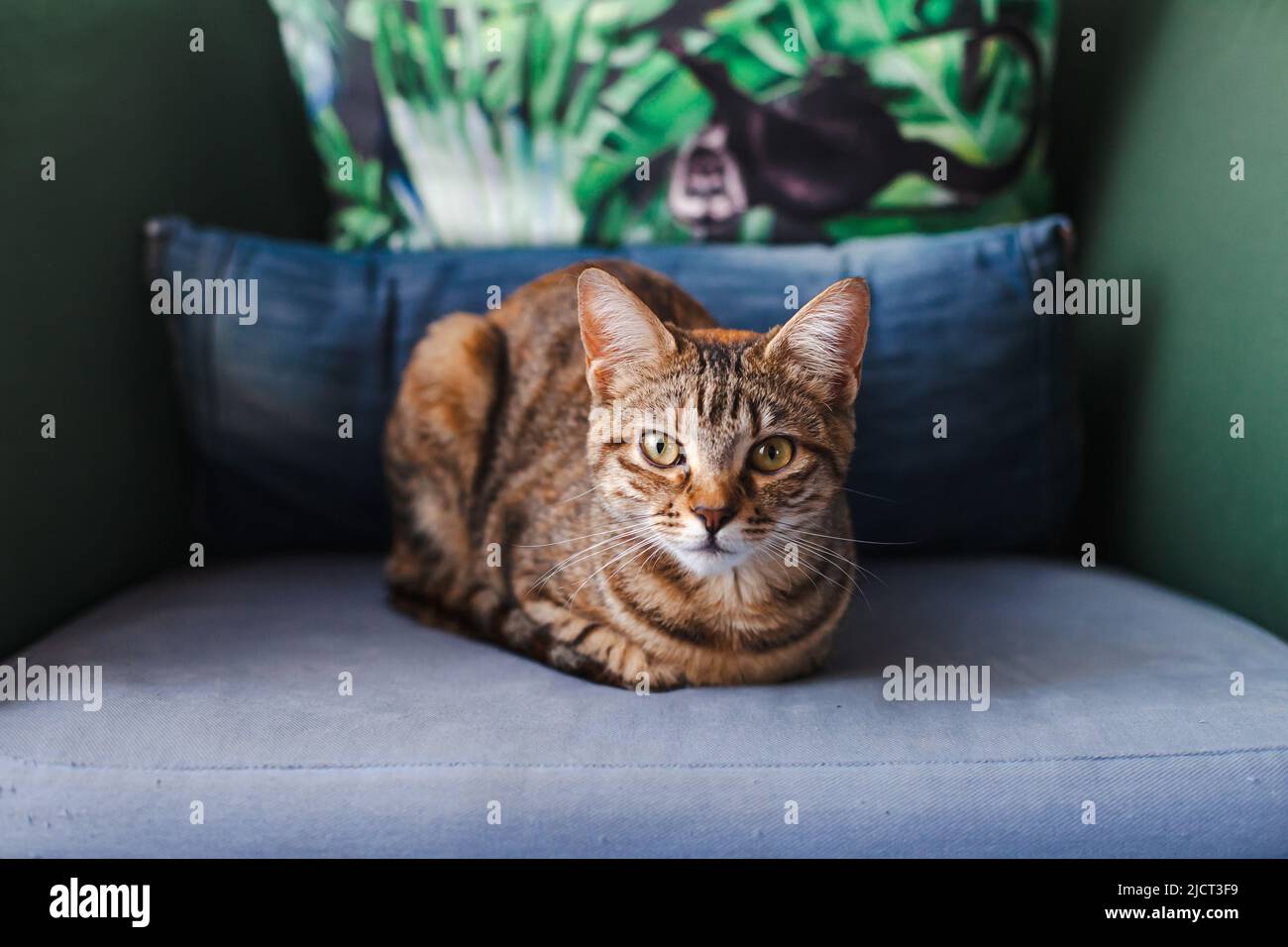 Ritratto anteriore di gatto tabby seduto su una poltrona. Il gatto domestico su una poltrona a casa guarda nella macchina fotografica. Foto Stock