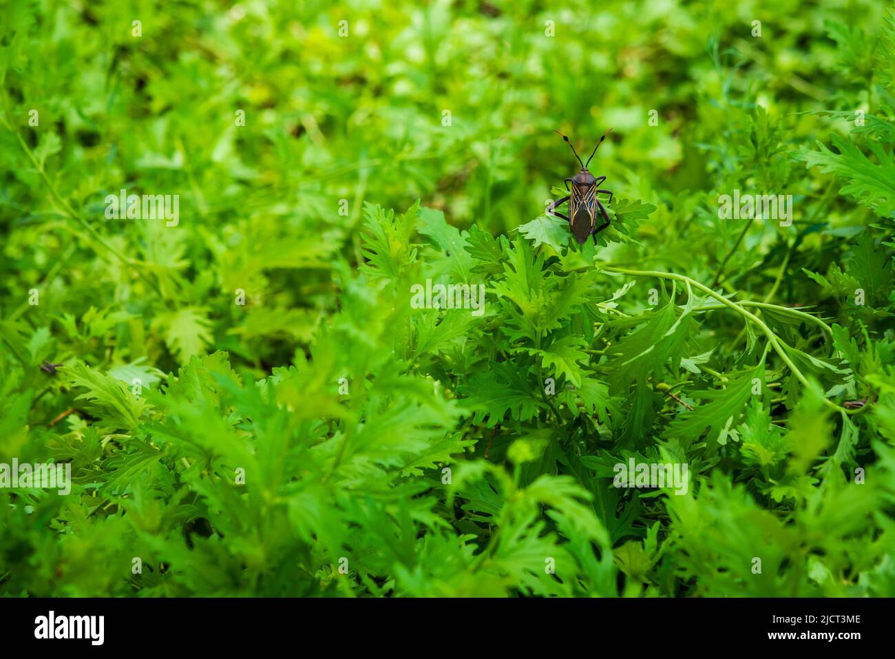 Adulto gigante mesquite bug, Thasus neocalifornicus, su un letto di verdi a Tubac, Arizona, Stati Uniti Foto Stock