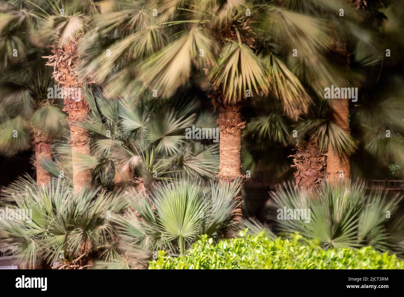 Alberi di palma nel vento con i tronchi in fuoco netto e statico, ma le facciate leggermente sfocate con il movimento, Egitto, Africa Foto Stock