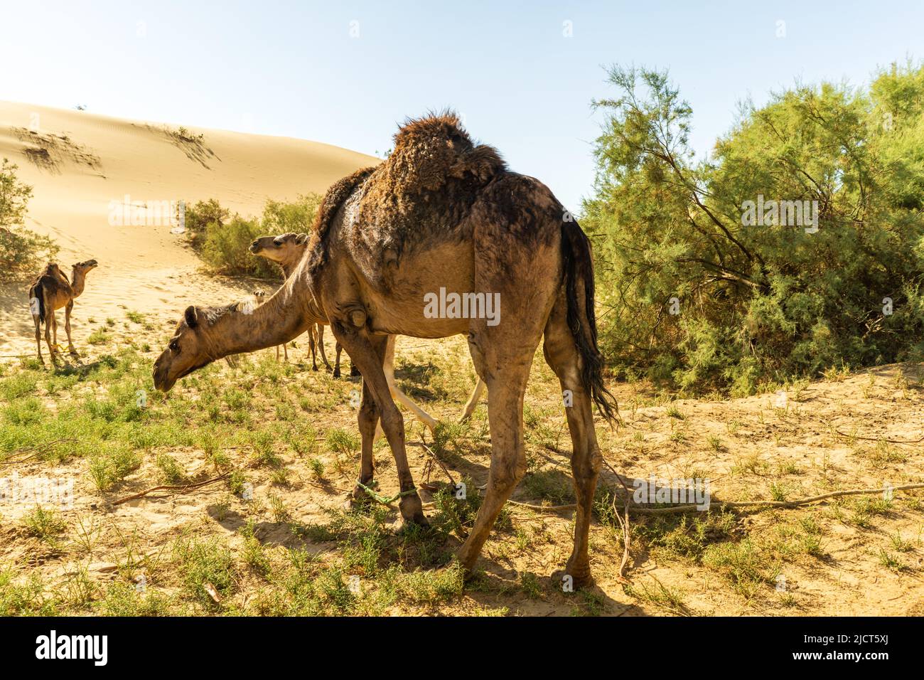 Cammelli egiziani Foto Stock