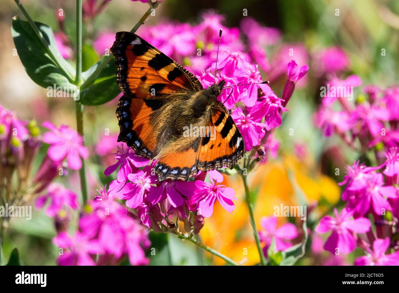 Piccola Tortoiseshell Butterfly primavera Butterfly su Silene fiore Foto Stock