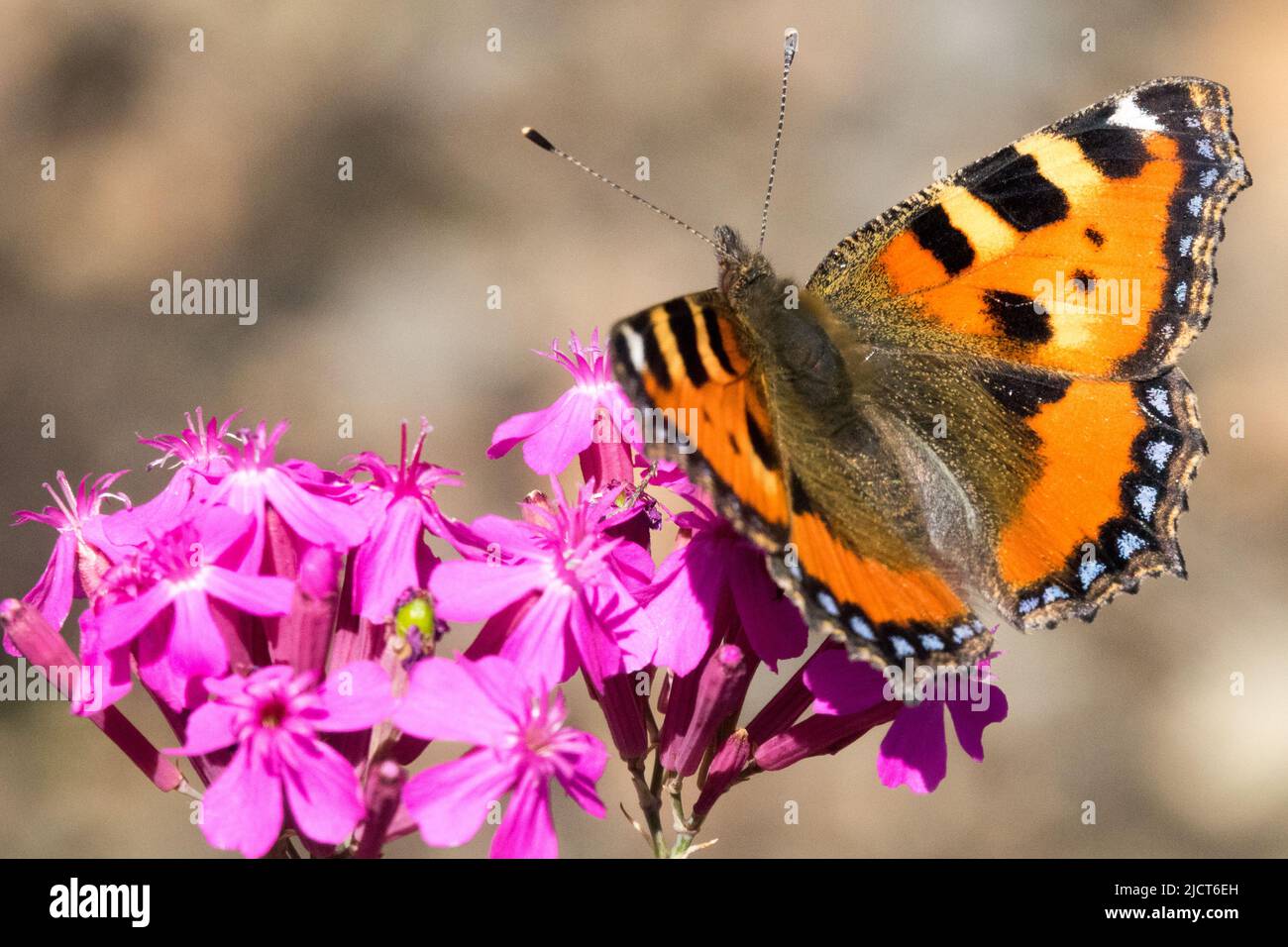 Farfalla fiore, rosa Silene piccolo tartaruga farfalla sul fiore Silene mexicana 'Hot Stuff' Foto Stock