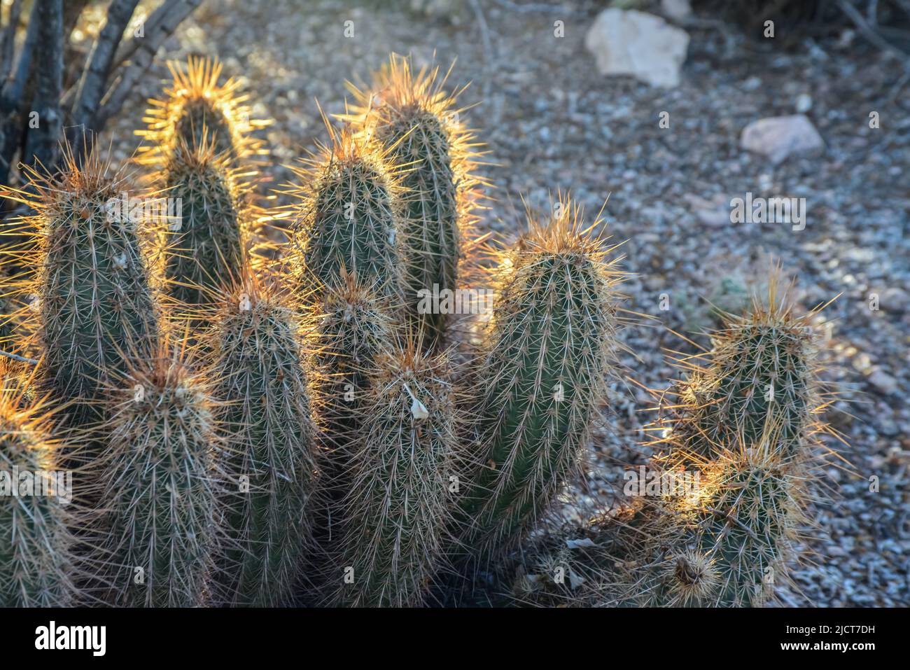 Grande cactus multistem Echinocereus sp., Arizona, USA Foto Stock