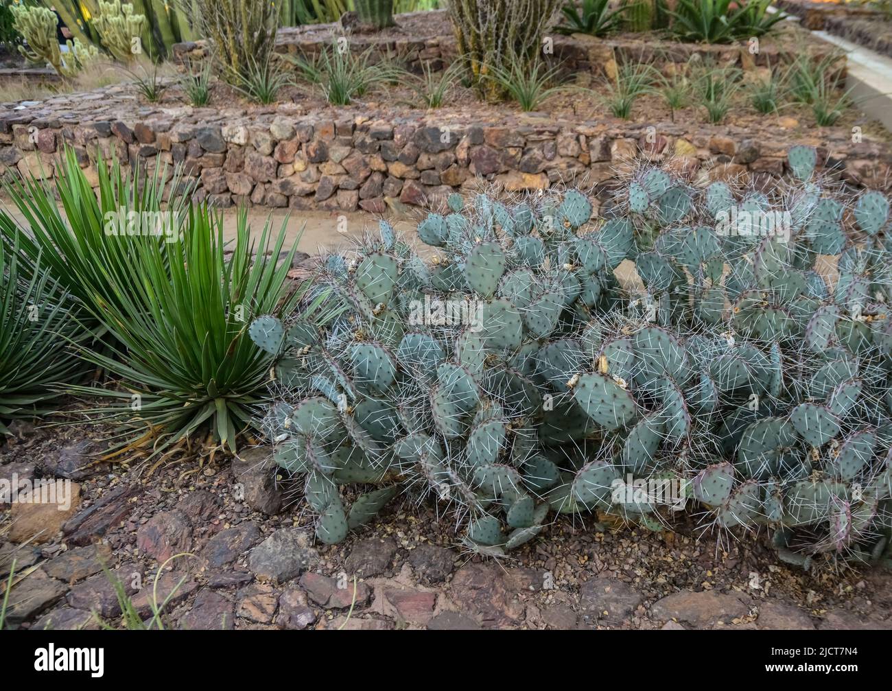Un gruppo di piante succulente di cactus di Opuntia nel giardino botanico di Phoenix, Arizona, USA Foto Stock