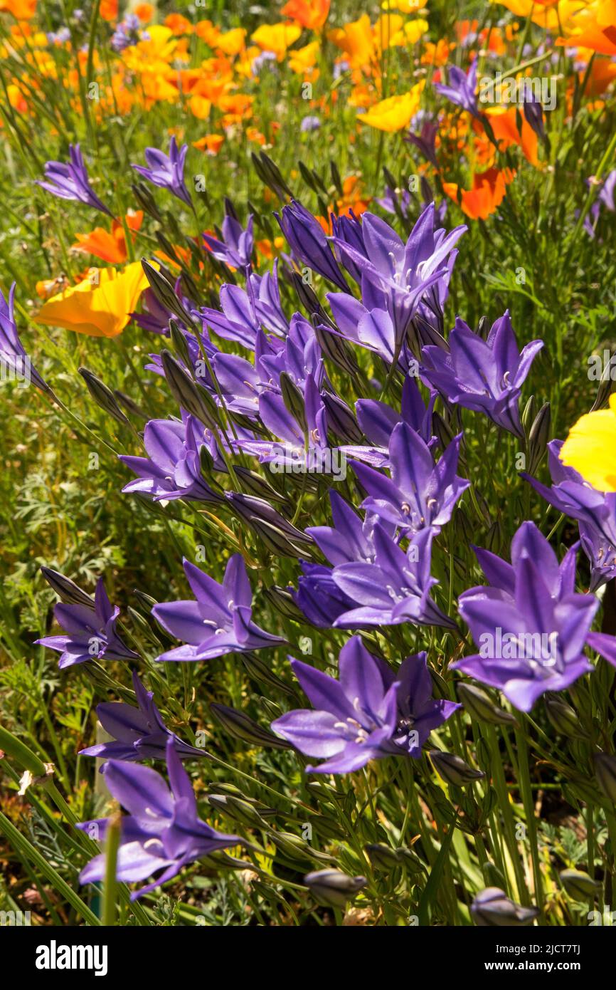 Fiori d'arancio blu tarda primavera o inizio estate Bellflower Californiani Papaveri Giardino Fiori misti Campanula Prato Fiori selvatici Fiori selvatici Mix fioritura Foto Stock