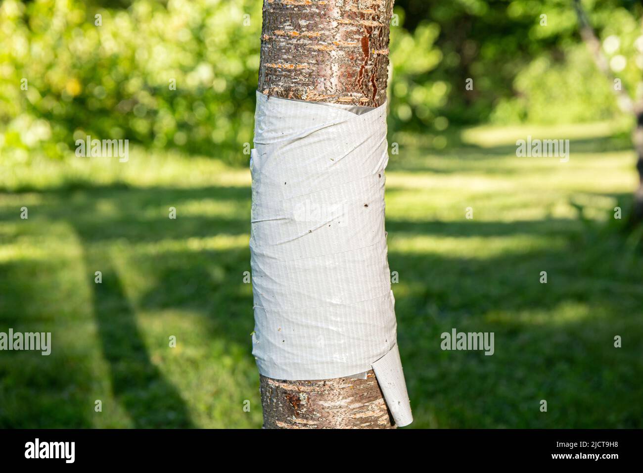 Il nastro adesivo avvolto intorno al tronco di ciliegio, in modo che le formiche si blocchino e non distruggano l'albero della frutta. Foto Stock
