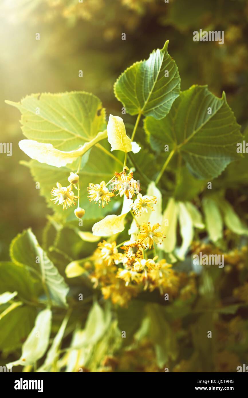 Fiori in fiore di tiglio lievitato (Tilia cordata). Ramo coperto con fiore giallo utilizzato per la preparazione di tè erboristeria. Schiena naturale Foto Stock