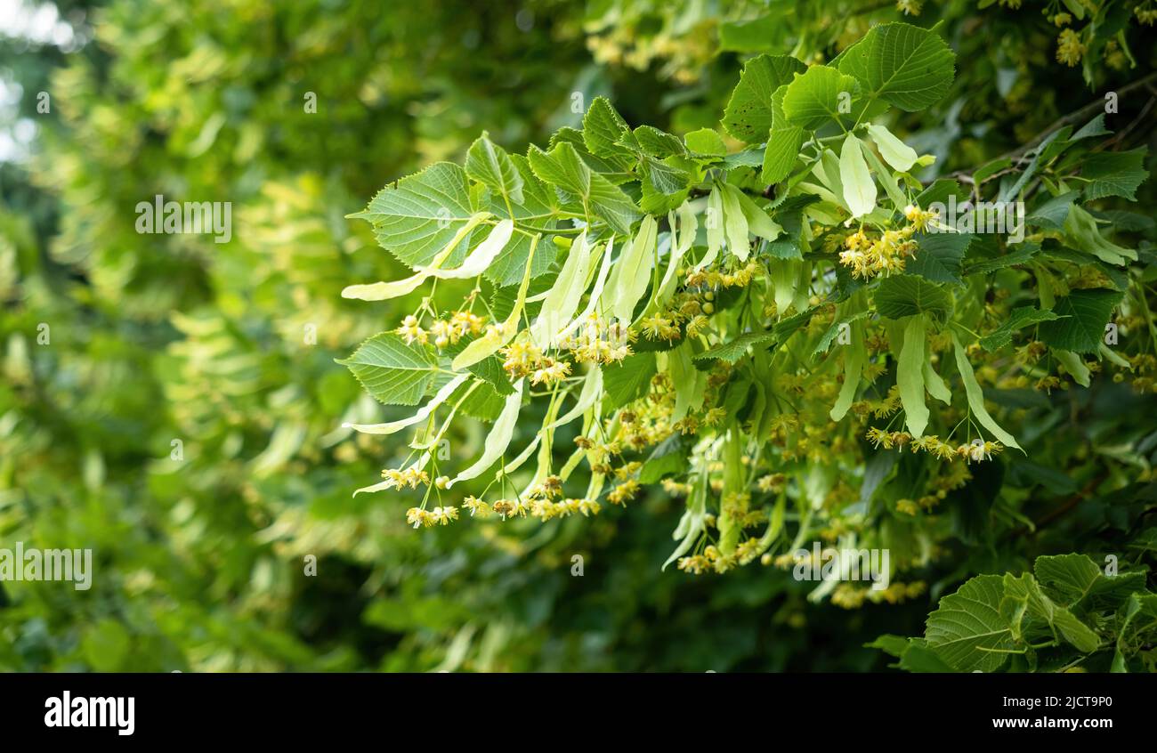 Fiori in fiore di tiglio lievitato (Tilia cordata). Ramo coperto con fiore giallo utilizzato per la preparazione di tè erboristeria. Schiena naturale Foto Stock