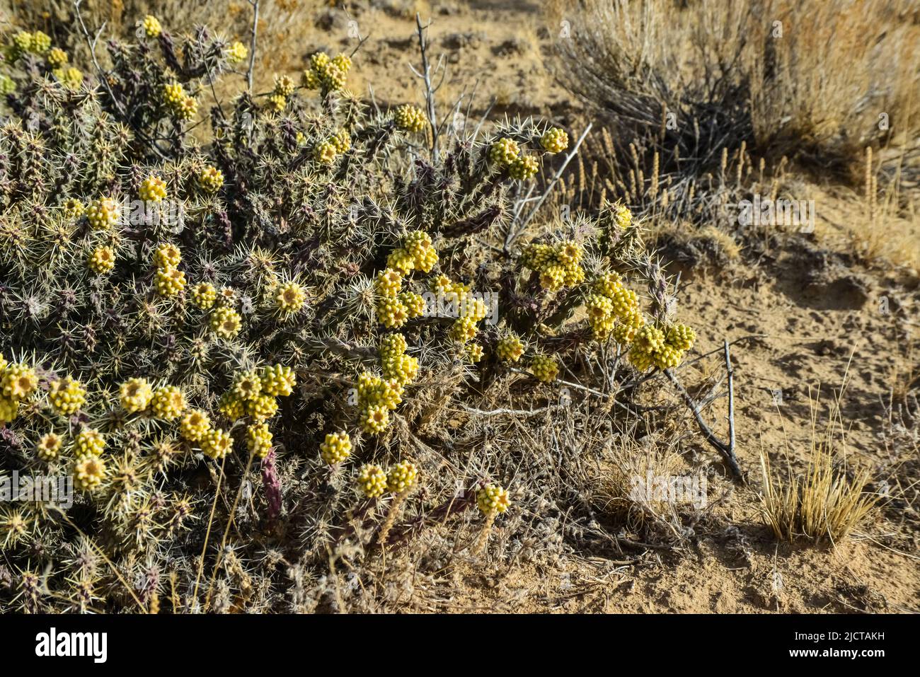 (Cylindropuntia versicolor) Prickly cylindropuntia con frutti gialli con semi. Cactus dell'Arizona, Stati Uniti Foto Stock