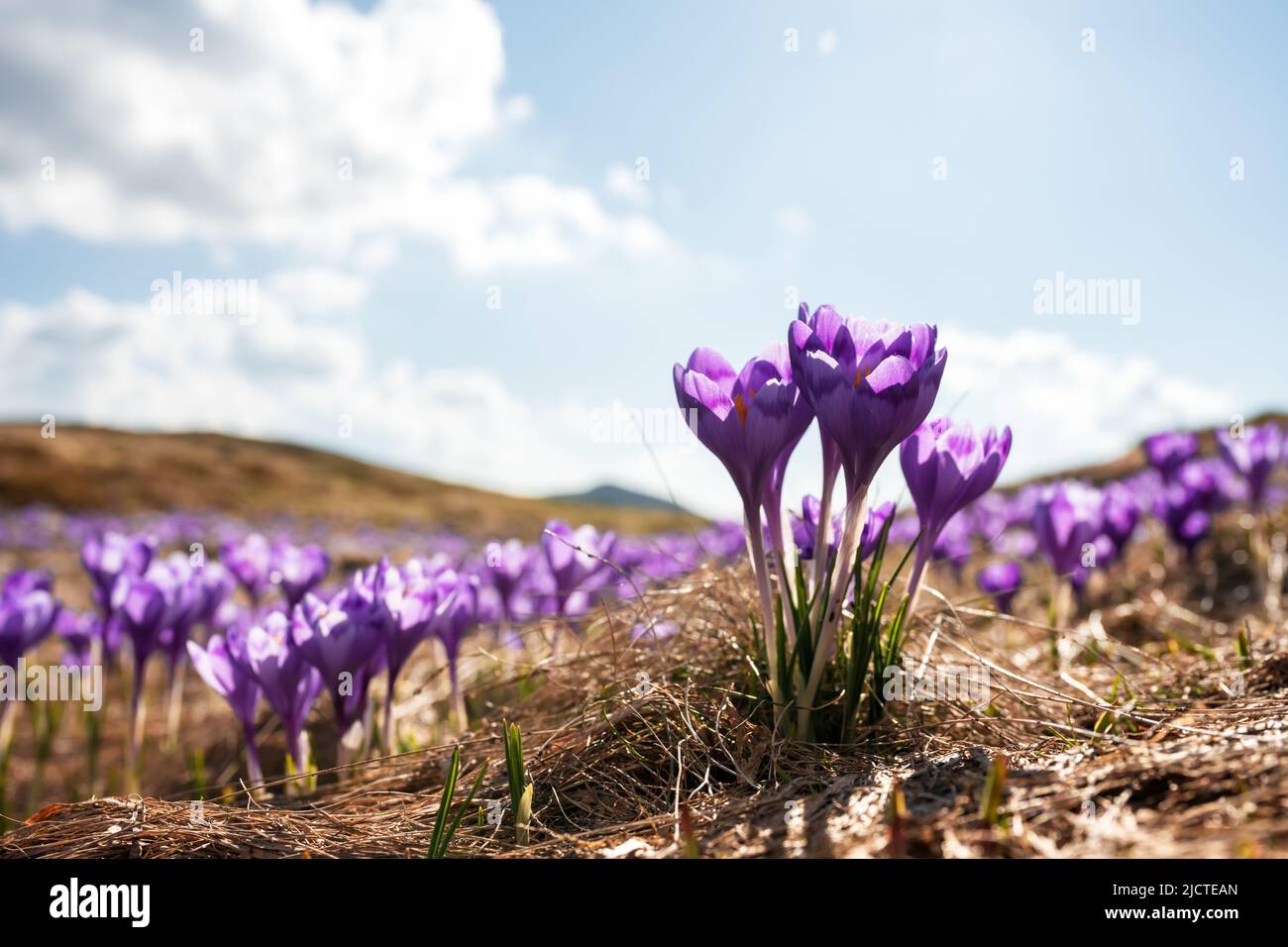 Crocus fiori in primavera ucraino Carpazi montagne. Fotografia di paesaggio Foto Stock