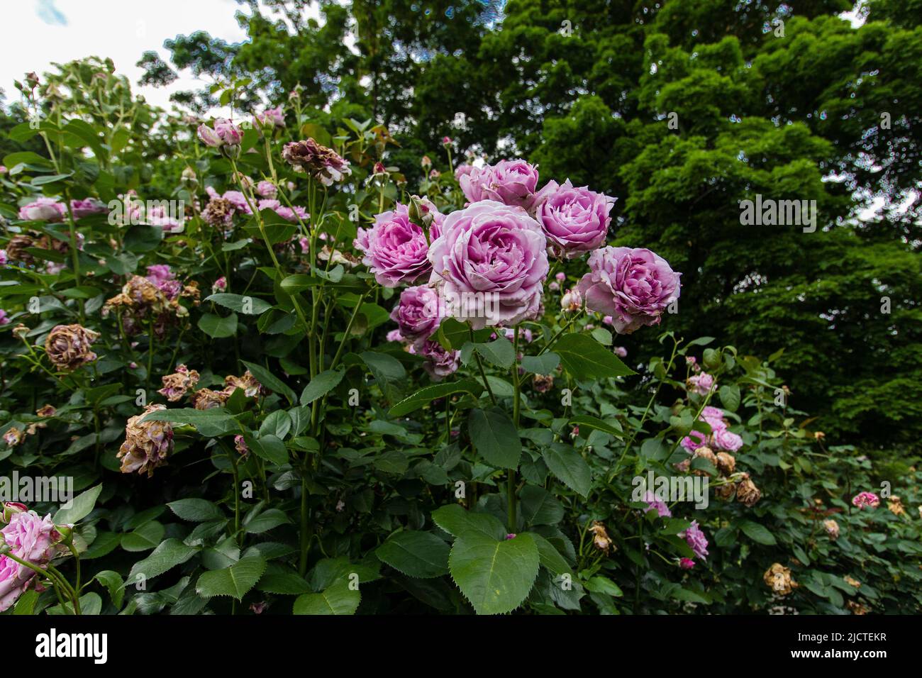 Parco delle Rose, Columbus Ohio Foto Stock