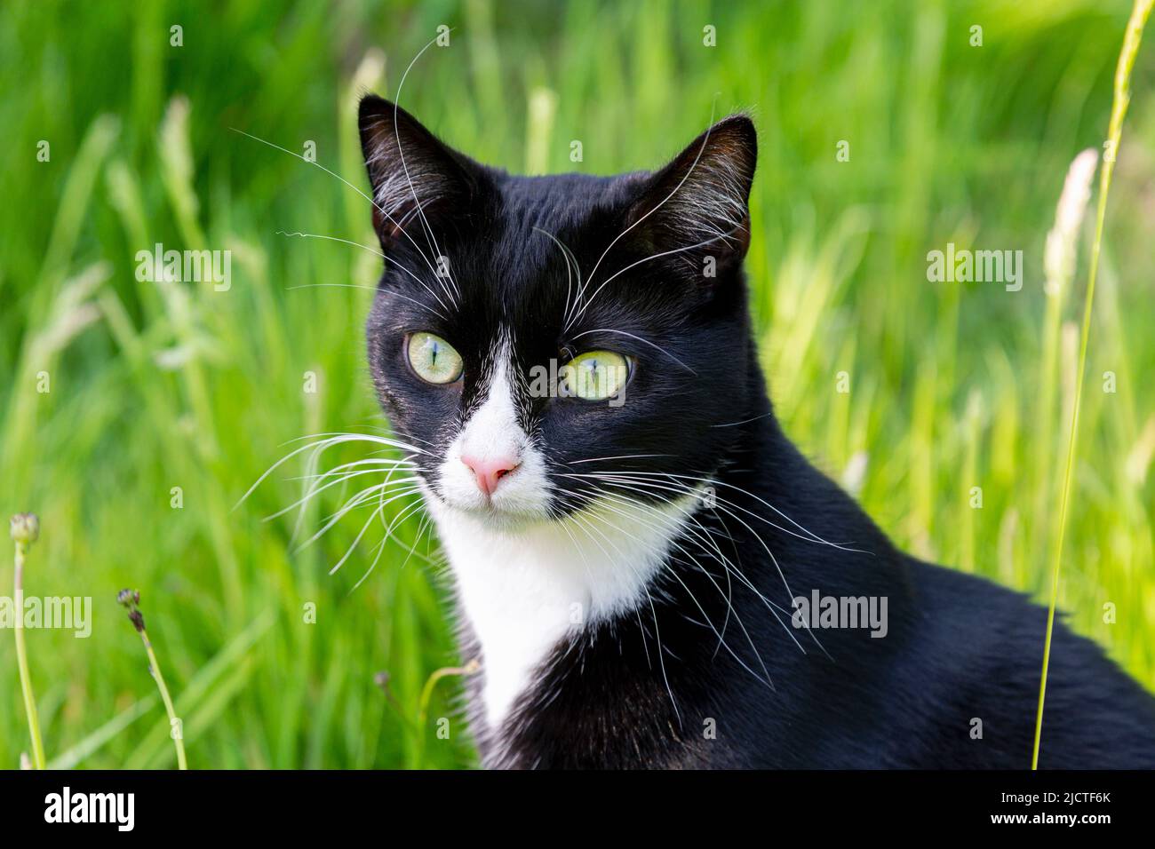 Gatto nero e bianco domestico a capelli corti seduto in erba lunga Foto Stock