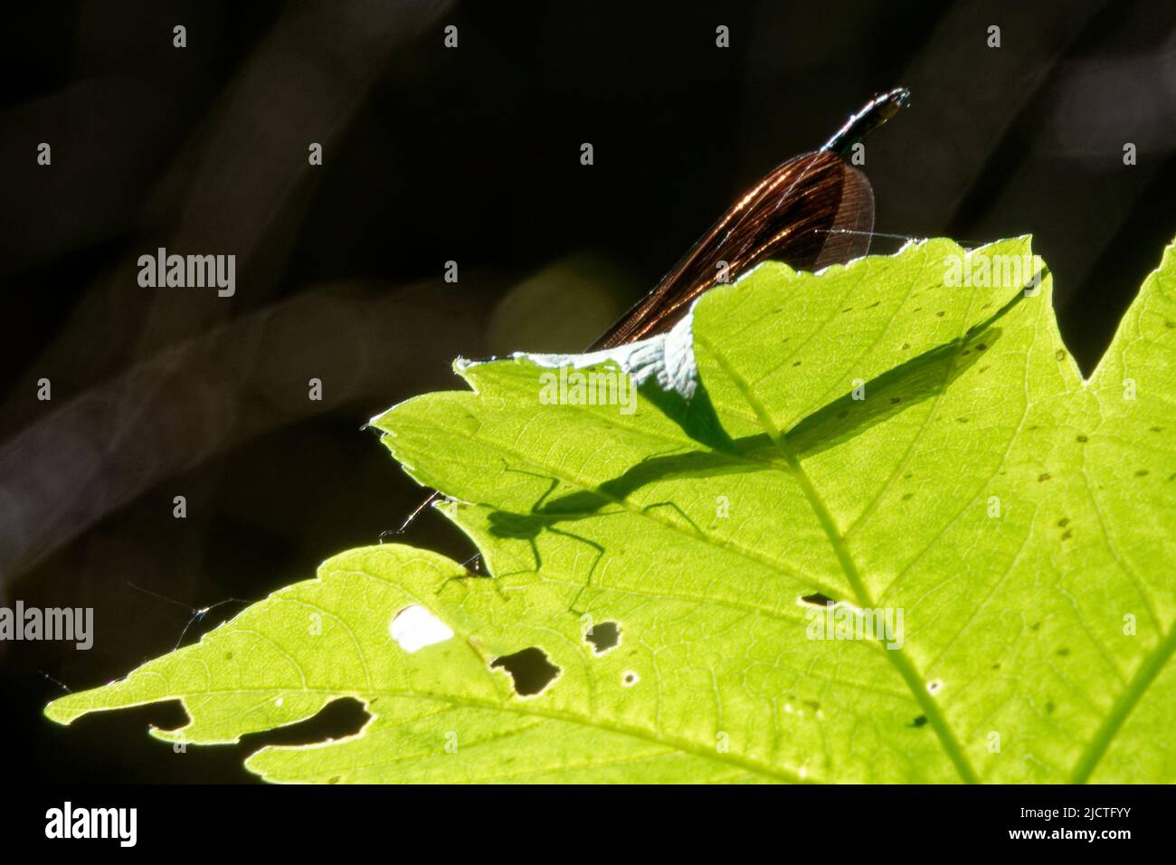 Damselfie sono insetti volanti del sottordine Zygoptera nell'ordine Odonata. Foto Stock