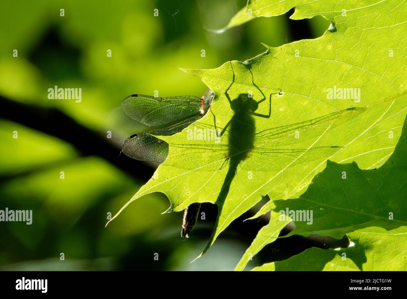 Dragonfly è un insetto volante appartenente all'Ordine Odonata. Foto Stock