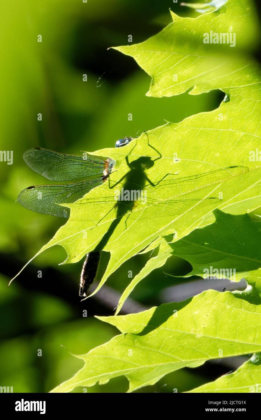 Dragonfly è un insetto volante appartenente all'Ordine Odonata. Foto Stock