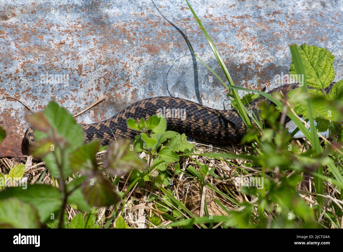 Sommatore (Vipera berus) che si basa su un ferro ondulato Refugia o stagno utilizzato per scopi di indagine rettile, Regno Unito Foto Stock