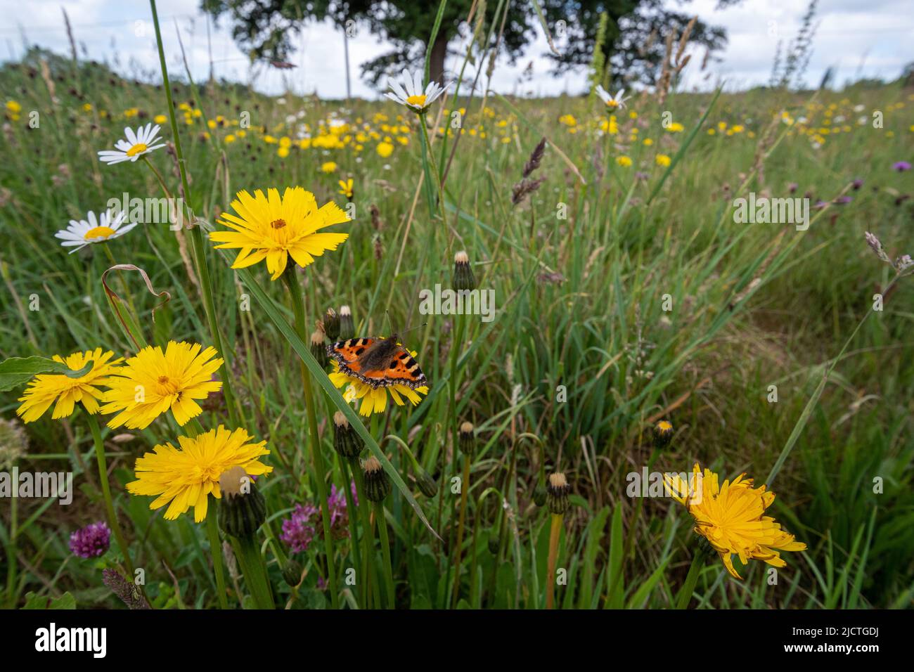 Concetto di biodiversità: Piccola farfalla di tartaruga (Aglais urticae) su dente di leone in un prato di fiori selvatici, West Sussex, Inghilterra, Regno Unito Foto Stock