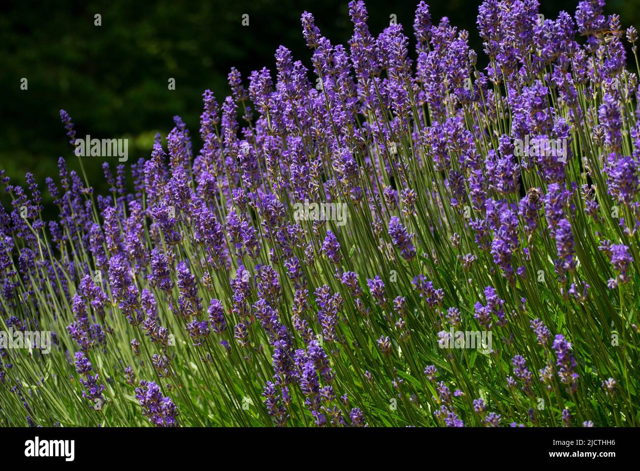 Lavendel Feld mit Lila Blüten in der Provence Foto Stock