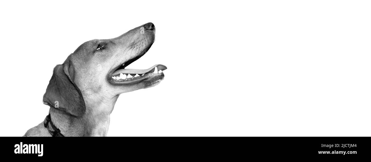 Un profilo di un cane felice eccitato è isolato su uno sfondo bianco in formato immagine banner Foto Stock