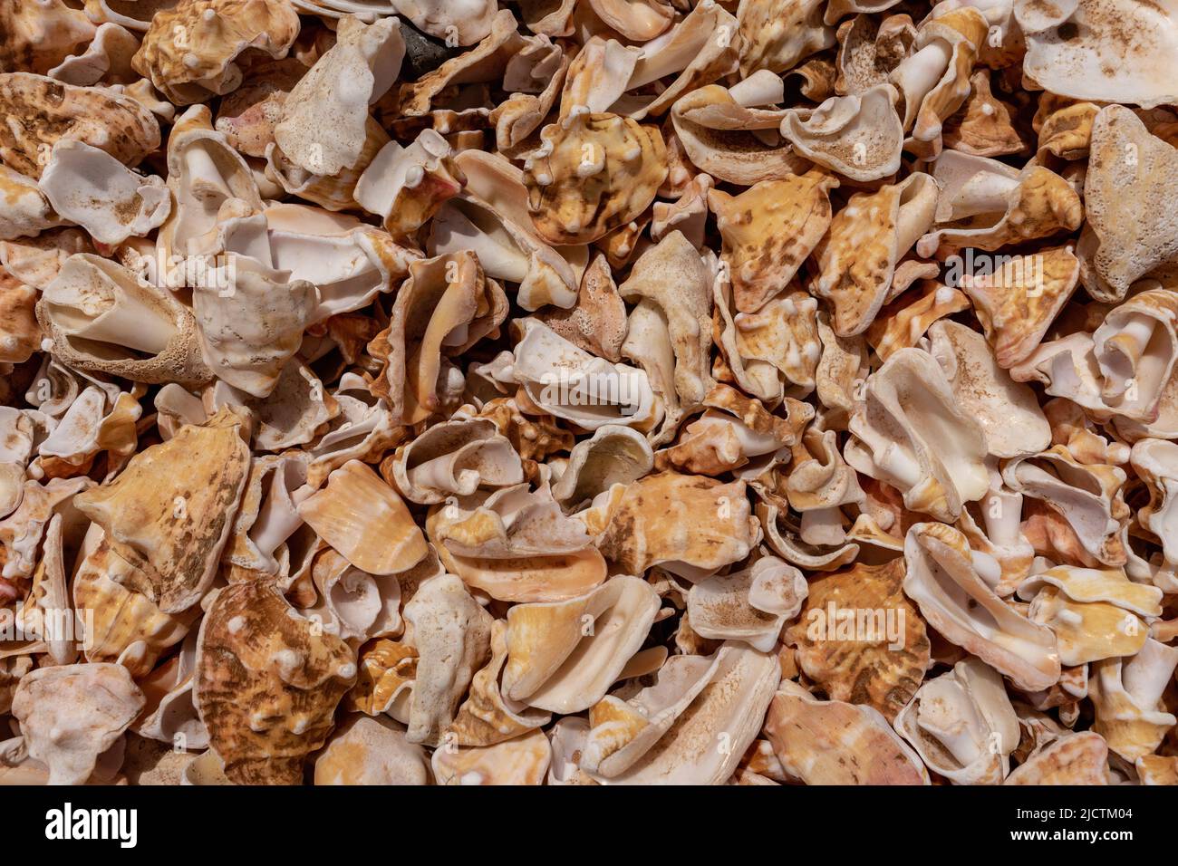 Milioni di conchiglie sulla spiaggia Foto Stock