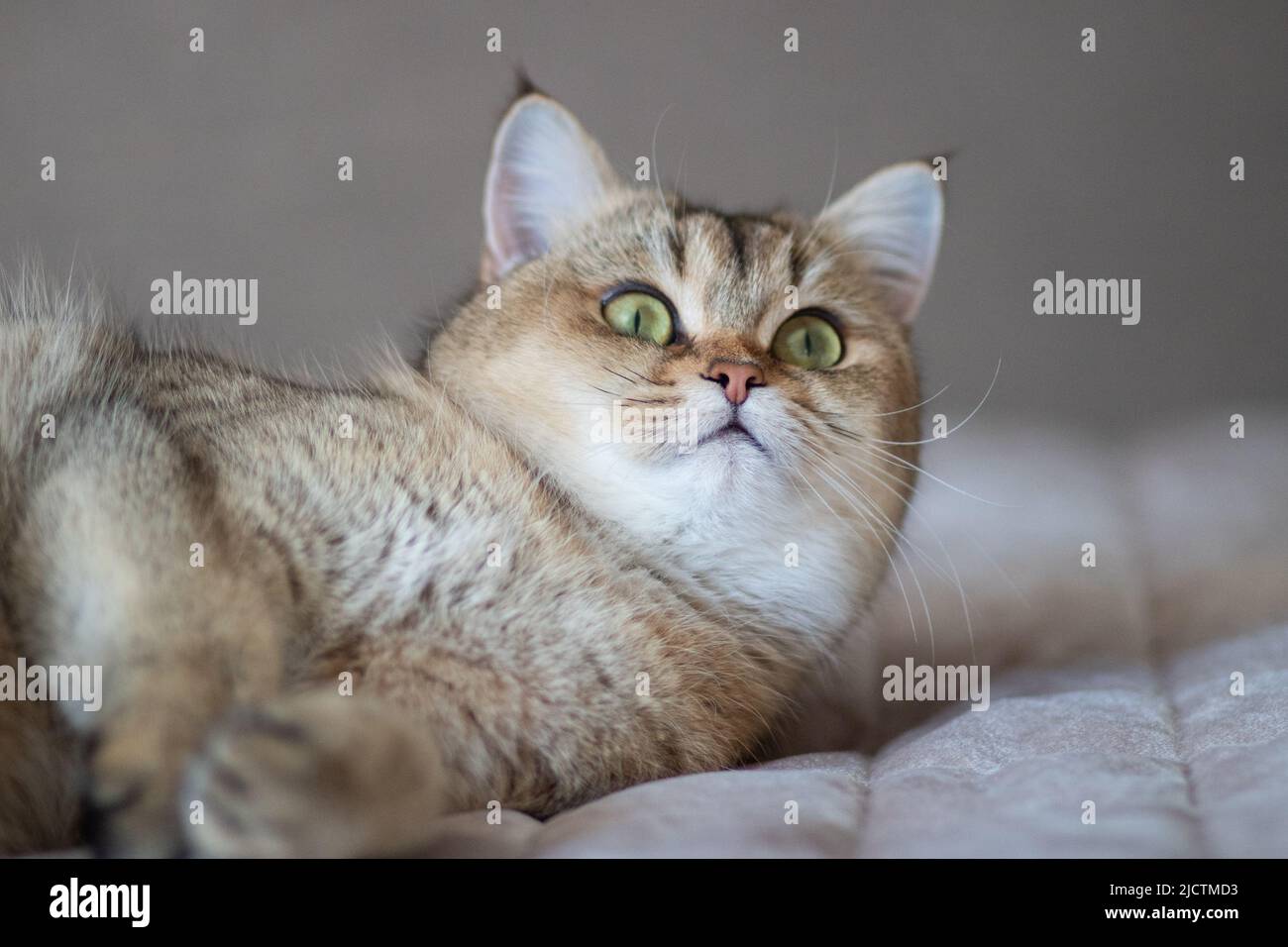 Green - occhio British Shortair Golden Chinchilla NY25 Foto Stock